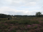 SX24223 Hans in Lommer heide.jpg